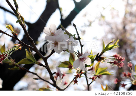 桜 42109850