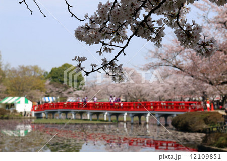 岩槻城址公園　桜の風景 42109851