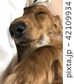 犬のお昼寝している写真 42109934
