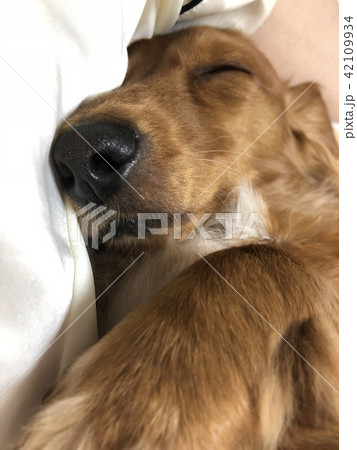 犬のお昼寝している写真 犬のお昼寝している写真 42109934
