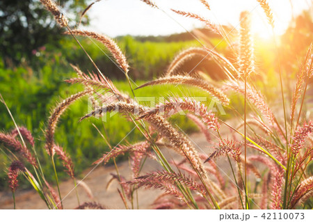 Grass flowers with sunset for background Grass flowers with sunset for background 42110073