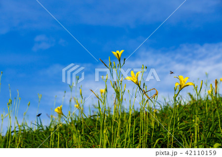 （静岡県）南伊豆町奥石廊崎のユウスゲ 42110159
