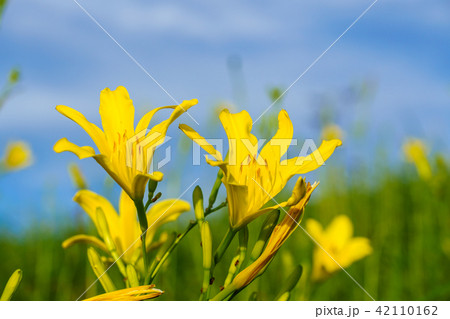 (静岡県)南伊豆町奥石廊崎のユウスゲ (静岡県)南伊豆町奥石廊崎のユウスゲ 42110162