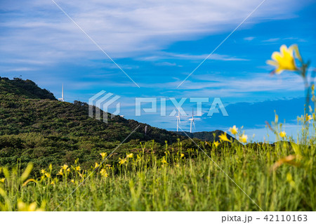静岡県 南伊豆町奥石廊崎のユウスゲの写真素材