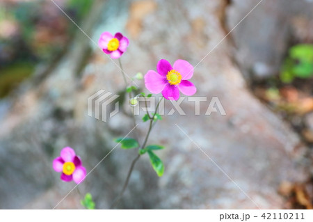 シュウメイギクの花 42110211