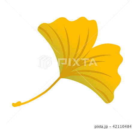 紅葉したイチョウの葉 黄色のイラスト素材