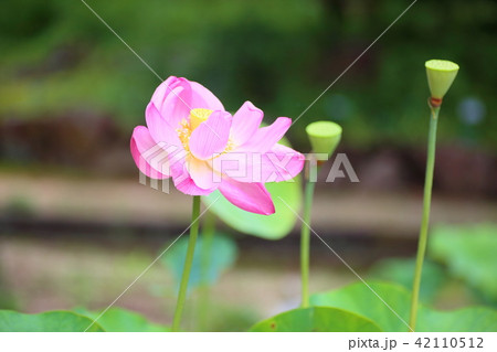 ハスの花 42110512