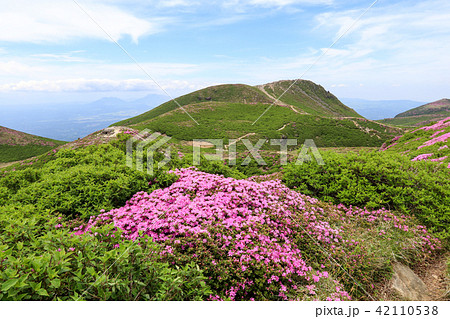 ミヤマキリシマ咲く九重連山・中岳 42110538