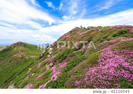 ミヤマキリシマ咲く九重連山・中岳 ミヤマキリシマ咲く九重連山・中岳 42110545