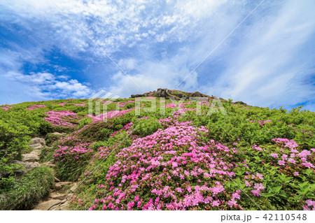 ミヤマキリシマ咲く九重連山・中岳 ミヤマキリシマ咲く九重連山・中岳 42110548