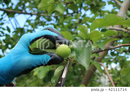 リンゴの摘果 リンゴの摘果 42111714