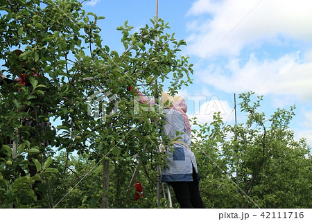 リンゴの摘果をする女性 42111716