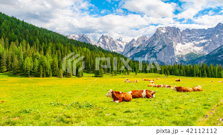 Herd of alpine cows lying on the green pasture. Landscape with peaks of Dolomites, Italy 42112112