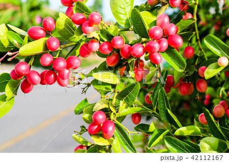 Carunda or Karonda fruit used to herb and medicine 42112167