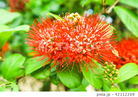 Bush Willow red boutique flower and green leaves 42112209