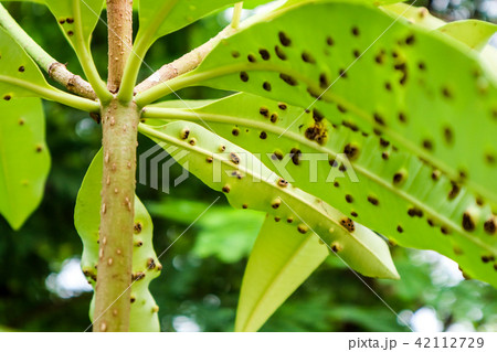 Frog-eye leaf spot diseases on leaves Suicide tree Frog-eye leaf spot diseases on leaves Suicide tree 42112729