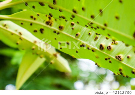 Frog-eye leaf spot diseases leaves of Suicide tree 42112730