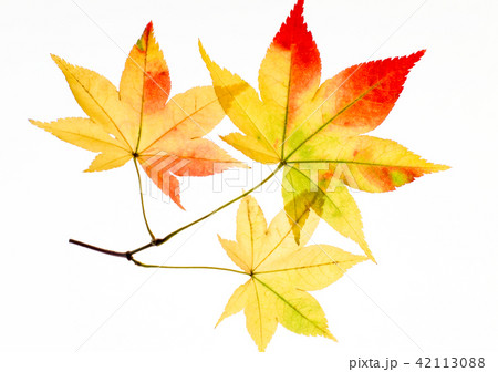 紅葉し始めたモミジの葉の写真素材
