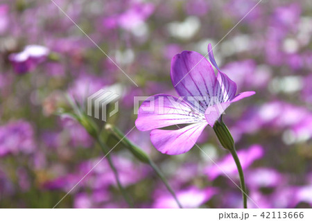 紫の花畑の写真素材