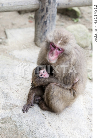 ニホンザル親子 ニホンザル親子 42114512
