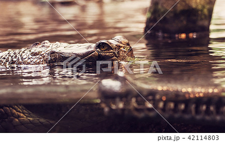Gharial - Gavialis gangeticus shoots in water 42114803