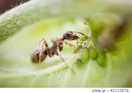 ant  macro  42115078