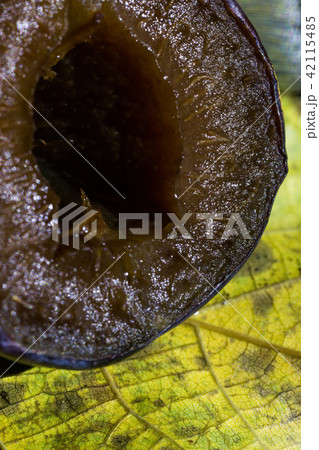 plum macro cut detail design plum macro cut detail design 42115485