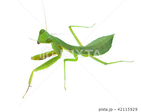 Close up Mantis on white background Close up Mantis on white background 42115929