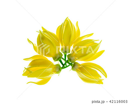 fragrant flowers of climbing ylang-ylang 42116003