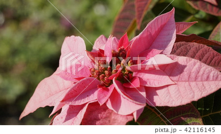 赤いポインセチアの葉の写真素材