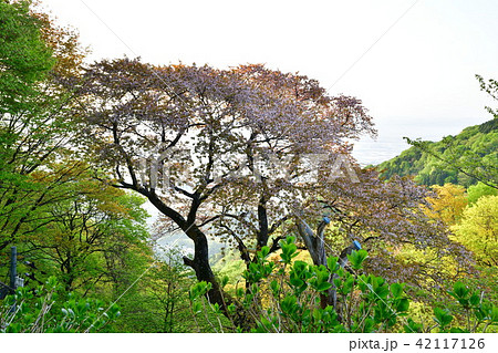 弥彦桜(新潟県) 弥彦桜(新潟県) 42117126