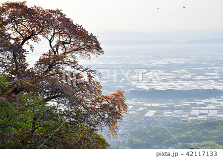 弥彦桜（新潟県） 42117133
