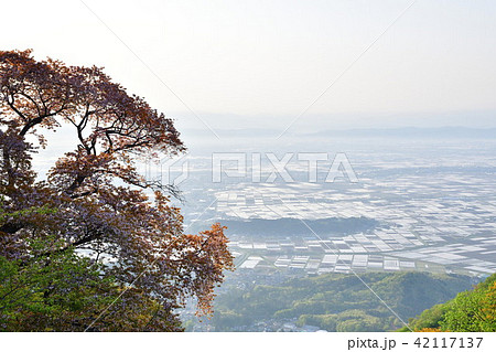 弥彦桜（新潟県） 42117137