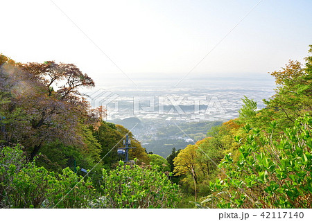 弥彦桜（新潟県） 42117140
