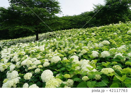 6月 幸手24アジサイ権現堂堤 幸手あじさいまつりの写真素材 6月 幸手24アジサイ権現堂堤 幸手あじさいまつりの写真素材