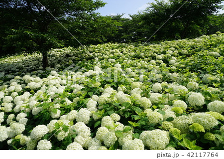 6月 幸手25アジサイ権現堂堤・幸手あじさいまつり 6月 幸手25アジサイ権現堂堤・幸手あじさいまつり 42117764