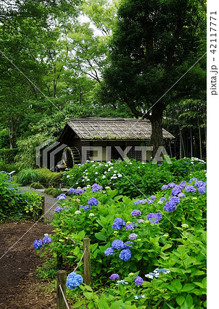 6月 府中16府中郷土の森あじさいまつり 6月 府中16府中郷土の森あじさいまつり 42117771