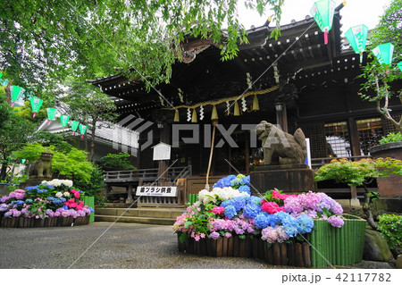6月　文京02白山神社・文京あじさいまつり 42117782