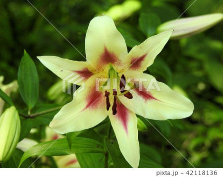 ユリ（コンカドール）／立川’ 42118136