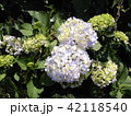 紫陽花 42118540