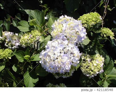 紫陽花 紫陽花 42118540