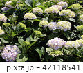 紫陽花 42118541