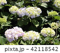 紫陽花 42118542