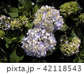 紫陽花 42118543