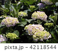 紫陽花 42118544