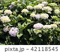 紫陽花 42118545
