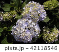 紫陽花 42118546