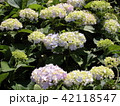 紫陽花 42118547