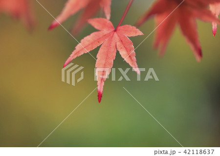 薬師寺　紅葉のクローズアップ　東京都足立区伊興 42118637
