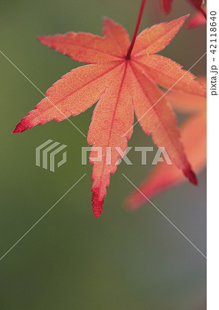 薬師寺　紅葉のクローズアップ　東京都足立区伊興 42118640